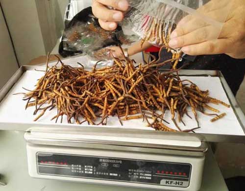 凍干蟲(chóng)草