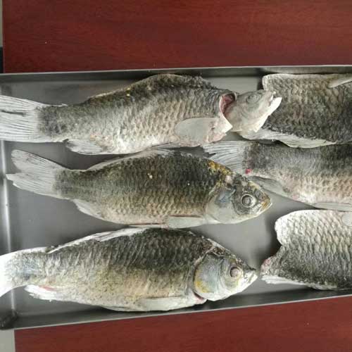 凍干鯽魚