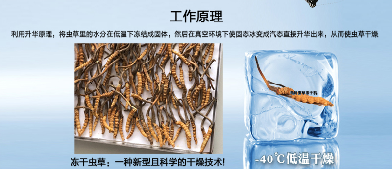 冷凍干燥機(jī)|凍干機(jī)|真空冷凍干燥機(jī)|大型冷凍干燥機(jī)|食品凍干機(jī)|制藥真空冷凍干燥機(jī)|食品凍干設(shè)備|制藥冷凍干燥機(jī)