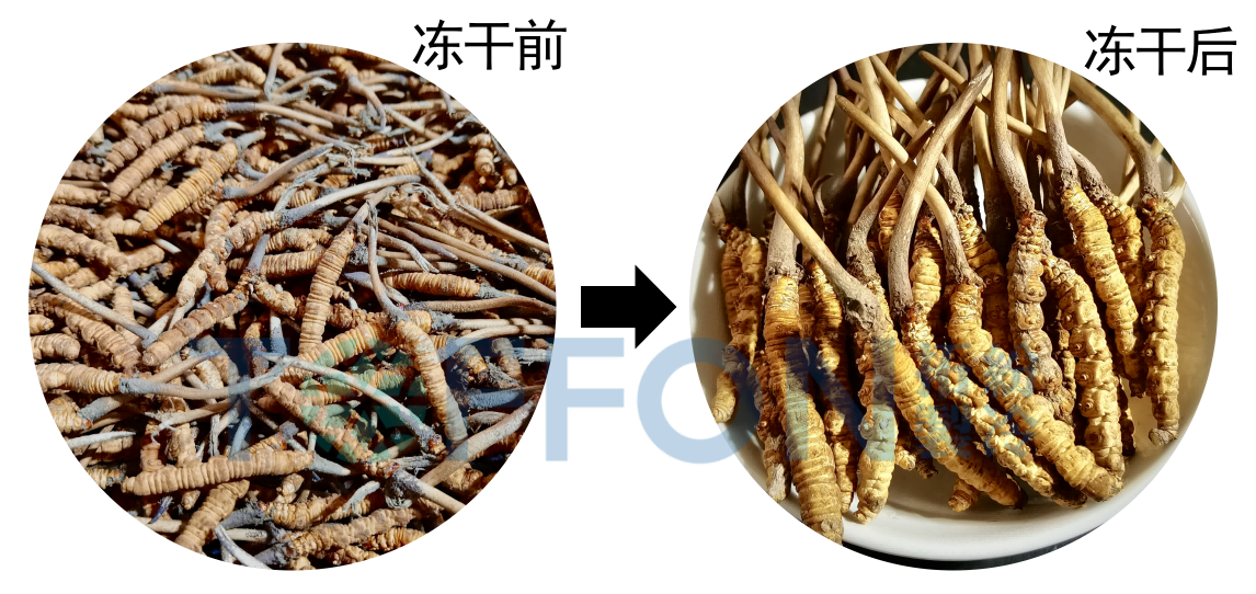 冷凍干燥機(jī)