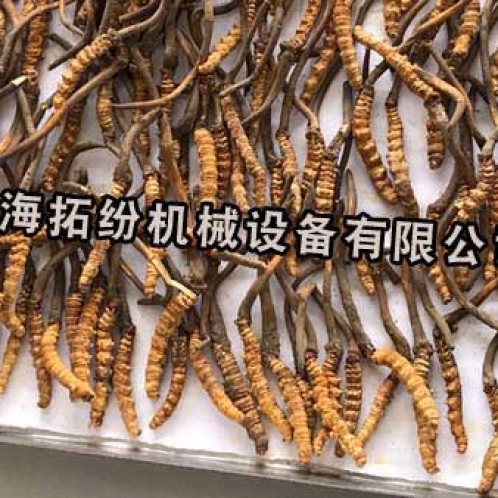 冬蟲夏草冷凍干燥