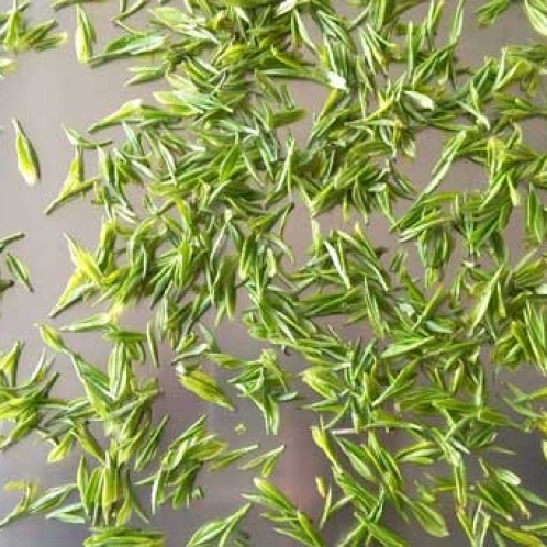 茶葉冷凍干燥