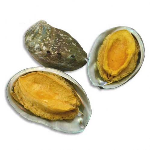 鮑魚(yú)真空冷凍干燥