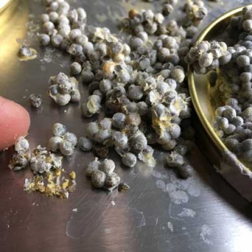 魚(yú)子醬冷凍干燥