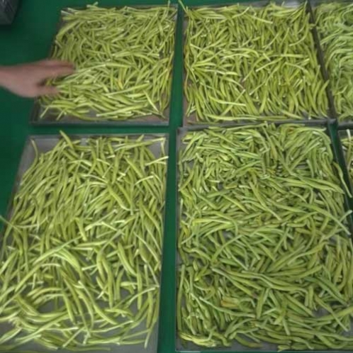 凍干黃花菜