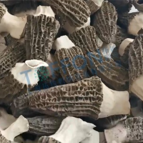 羊肚菌凍干：食用菌凍干機應(yīng)用羊肚菌凍干加工